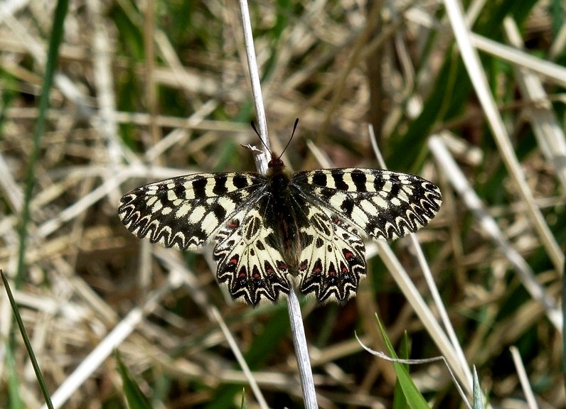 Finalmente la Zerynthia polyxena! (e Boloria dia)